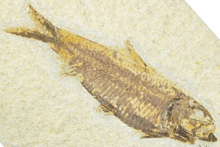Exceptional Fossil Fish (Knightia) - Wyoming #318493